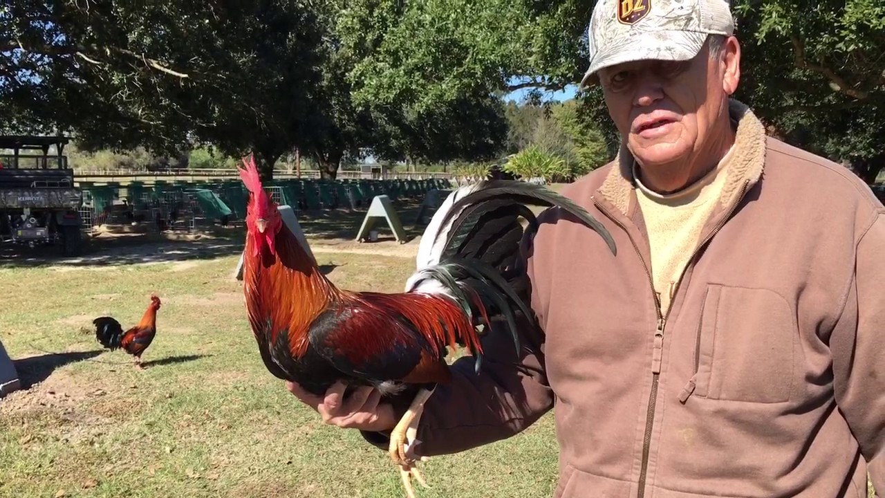 The Albany Gamefowl Fighting Style, History World Of Gamefowl