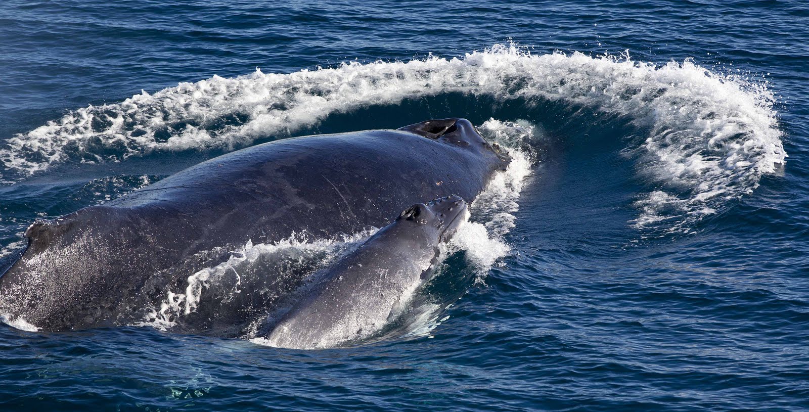 The Whale Diaries: New Humpback Babies