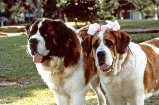 Dogs Country Club: Dog of the Month - Saint Bernard.