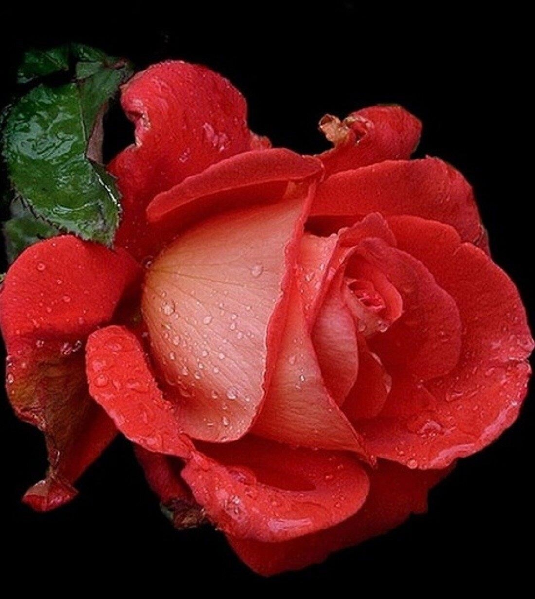 Красивая розы гиф. Прекрасные розы. Шикарные живые розы. Розы анимация. Красные розы.