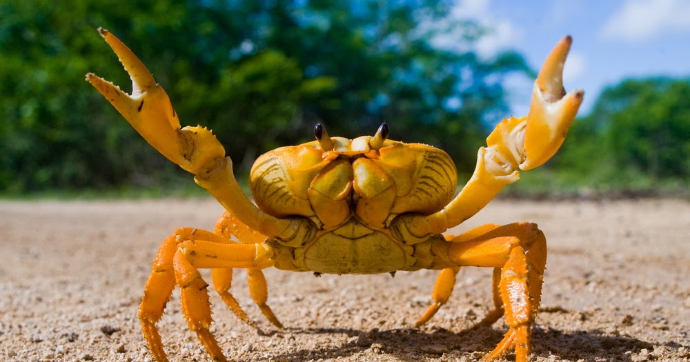 5 Fun Facts For Crab Lovers