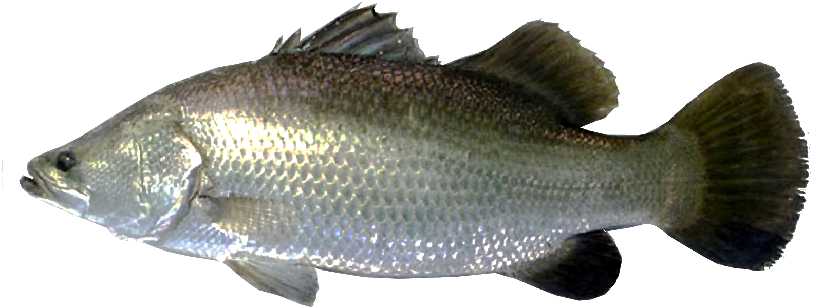 Ikan Eksport April 2017 jpg (1600x600)