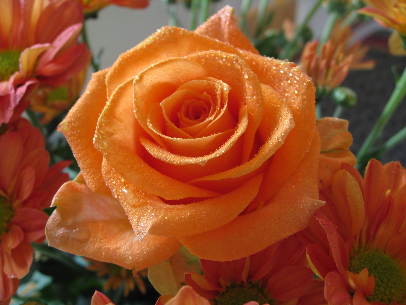 flowers for flower lovers.: Rose flowers.