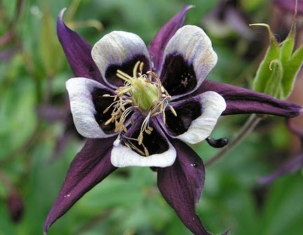 Aquilegia vulgaris 'Magpie' flower