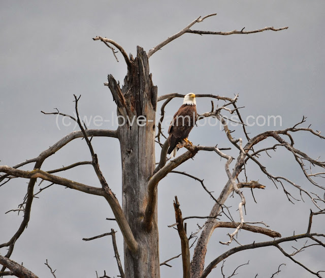 A bald headed eagle sits high in the tree