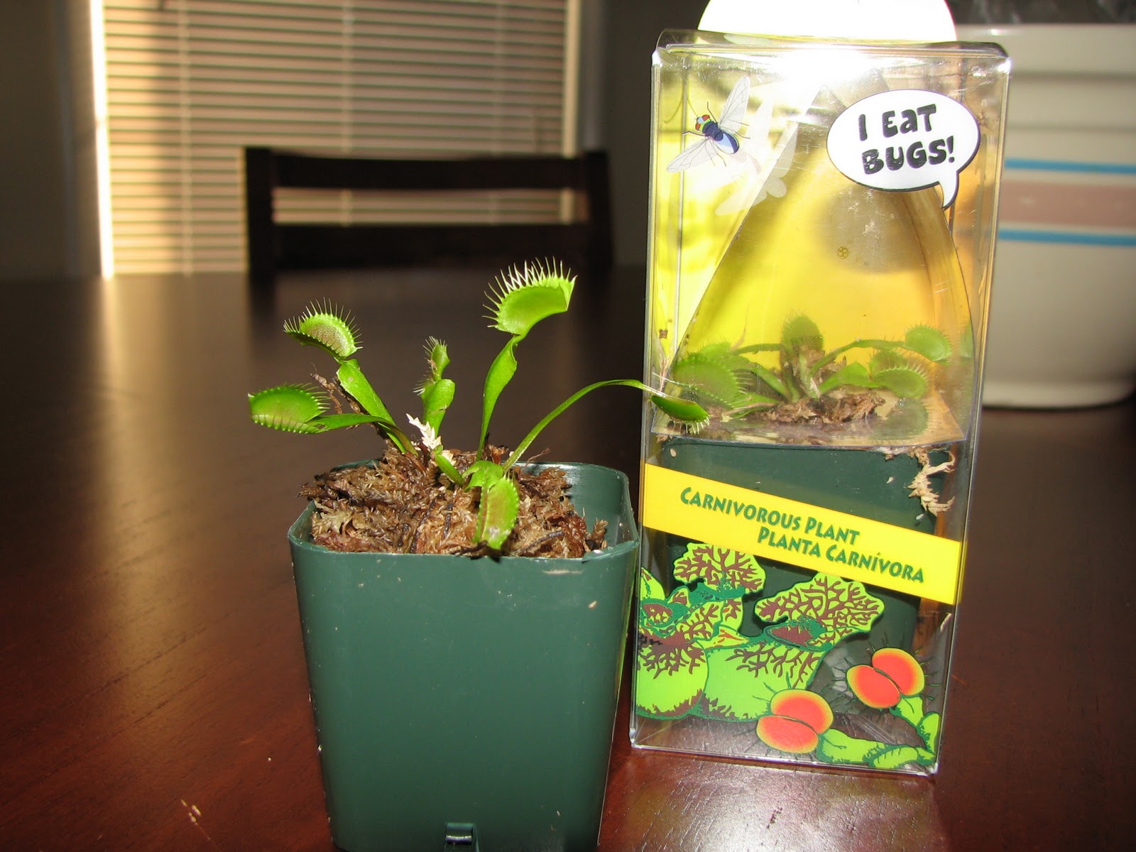 You 'N' Jo A Natural Solution to a Gnat Infestation