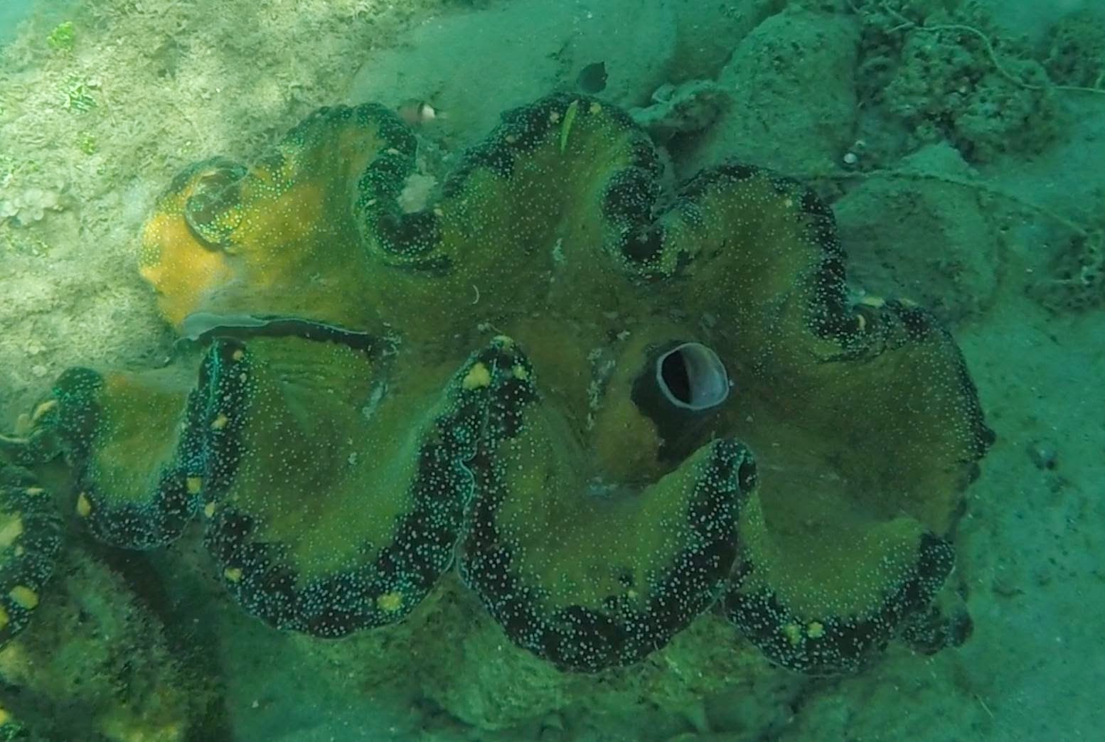 Giant Clam Makogai Fiji | Fish pet, Jewel of the seas, Giant clam