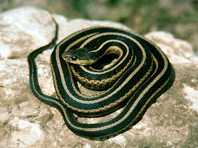 gran serpiente oriental Thamnophis sirtalis