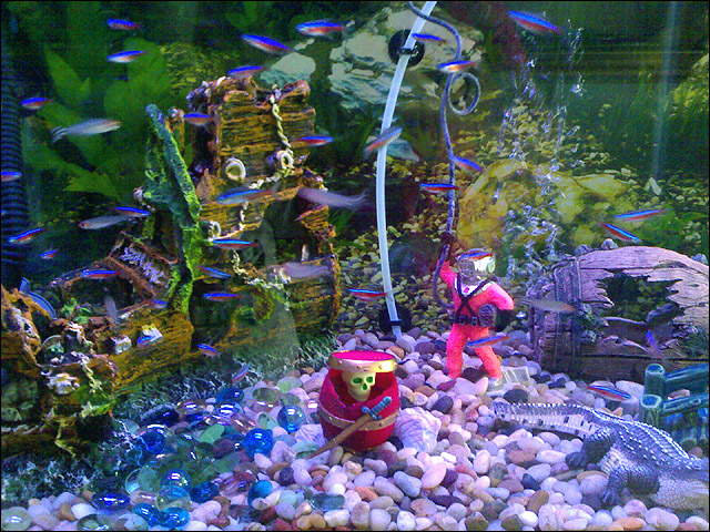 Nature Lover: Neon Tetra Fish