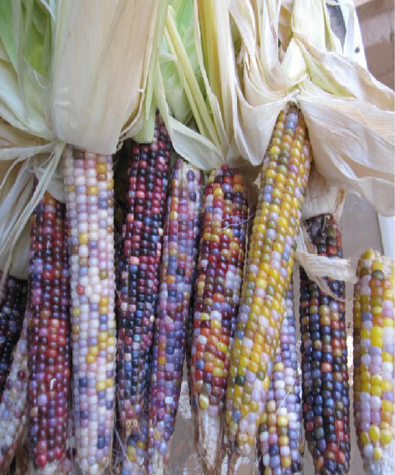 Buka Minda: Jagung Permata Kaca