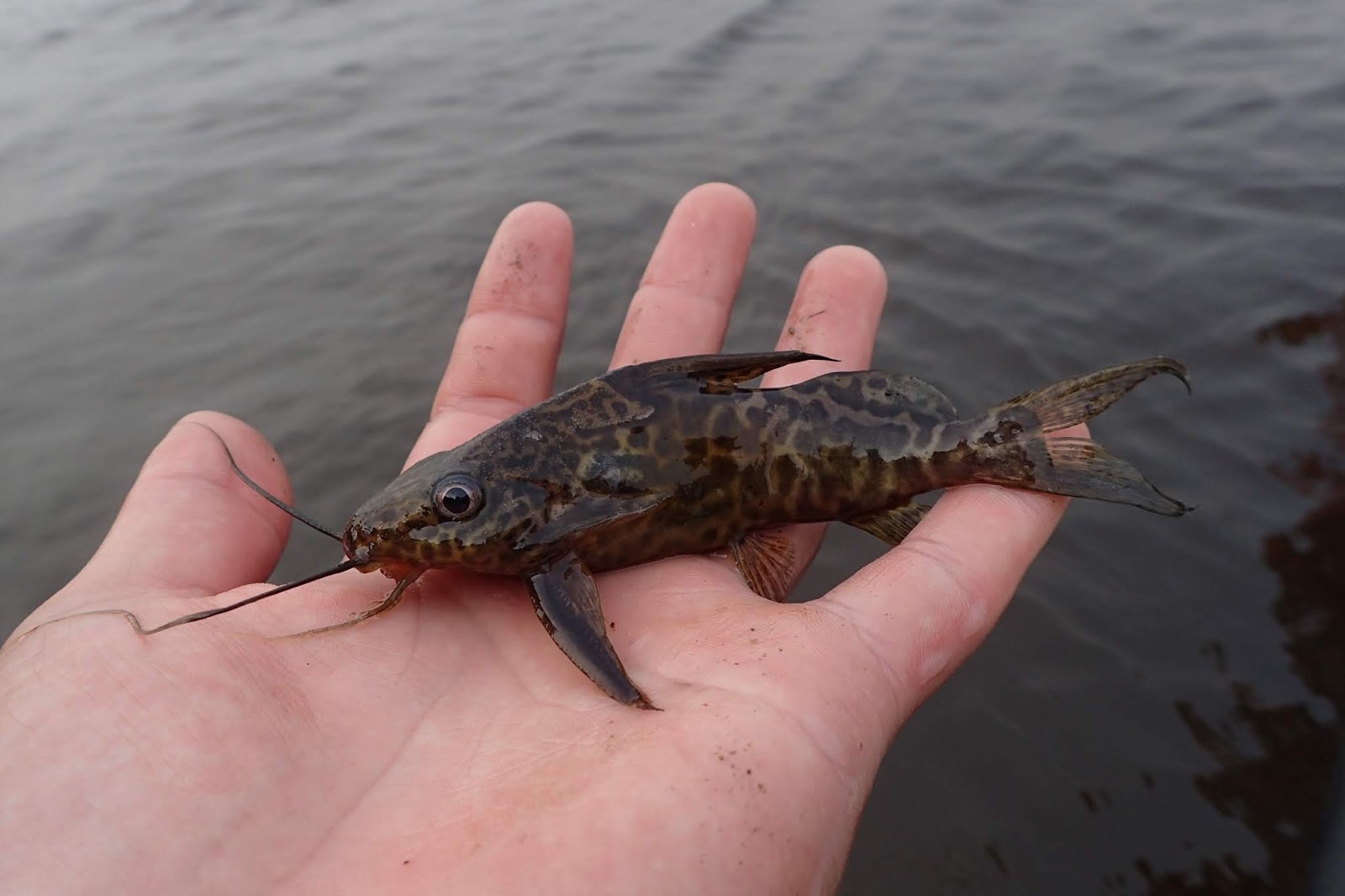 怪魚と世界の旅ノート コンゴの夏 18 その３