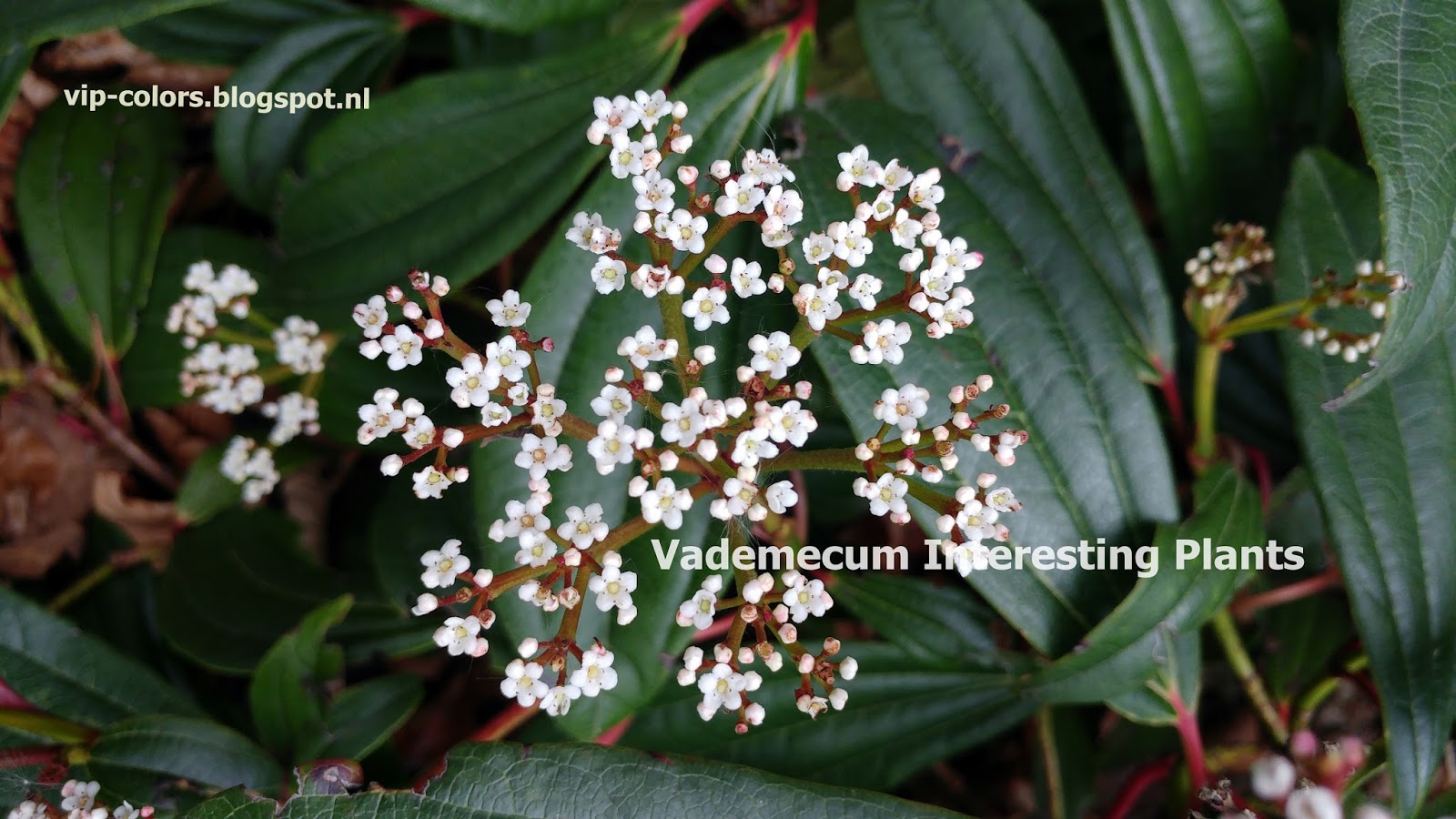 Vademecum Interesting Plants Viburnum davidii Kalina Dawida