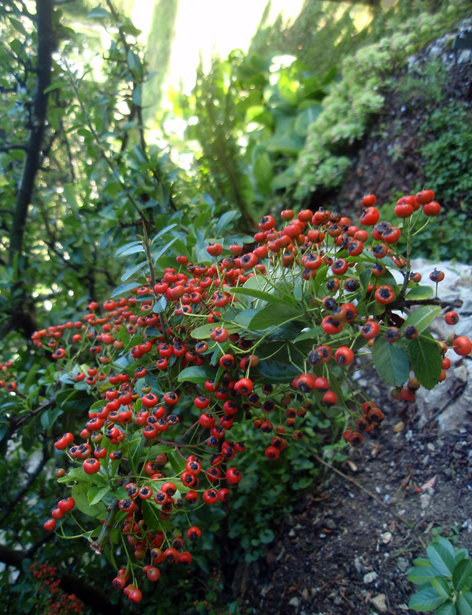 pyracantha o espino de fuego