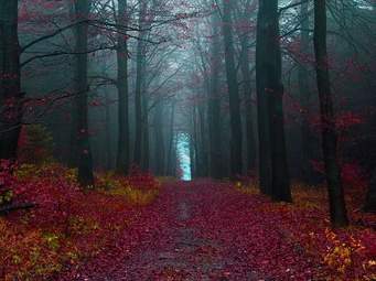 「黒い森」の紅葉 (フライブルグ郊外)