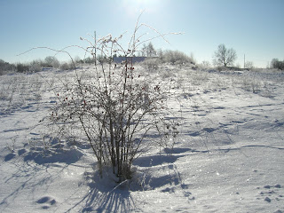 Vinterpromenad%2Bp%25C3%25A5%2Blunchen%2B%25283%2529 - Bra medicin mot min förkylning