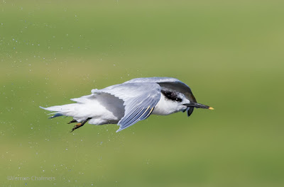 Canon EOS 7D Mark II / EF 400mm f/5.6L USM Lens Woodbridge Island Cape Town Canon EOS 7D Mark II / EF 400mm f/5.6L USM Lens Woodbridge Island Cape Town