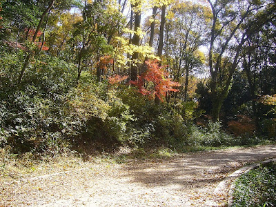 大阪府・府民の森〔緑の文化園〕むろいけ園地ハイキング