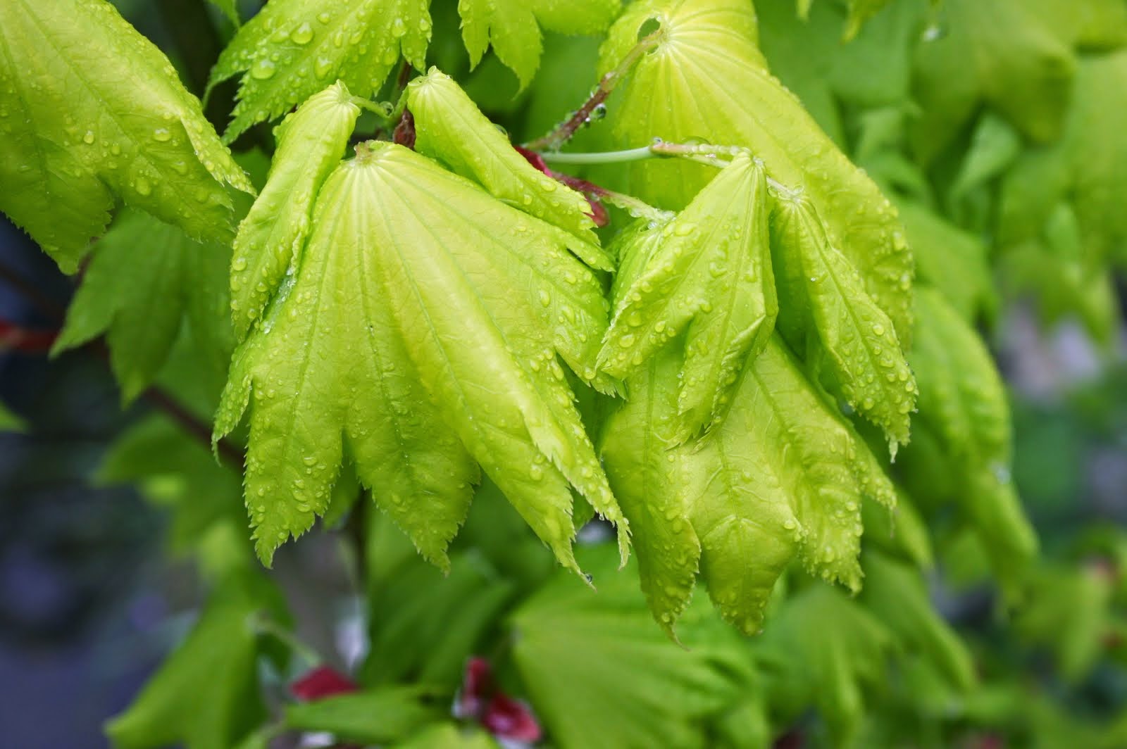 Acer shirasawanum 'Aureum'