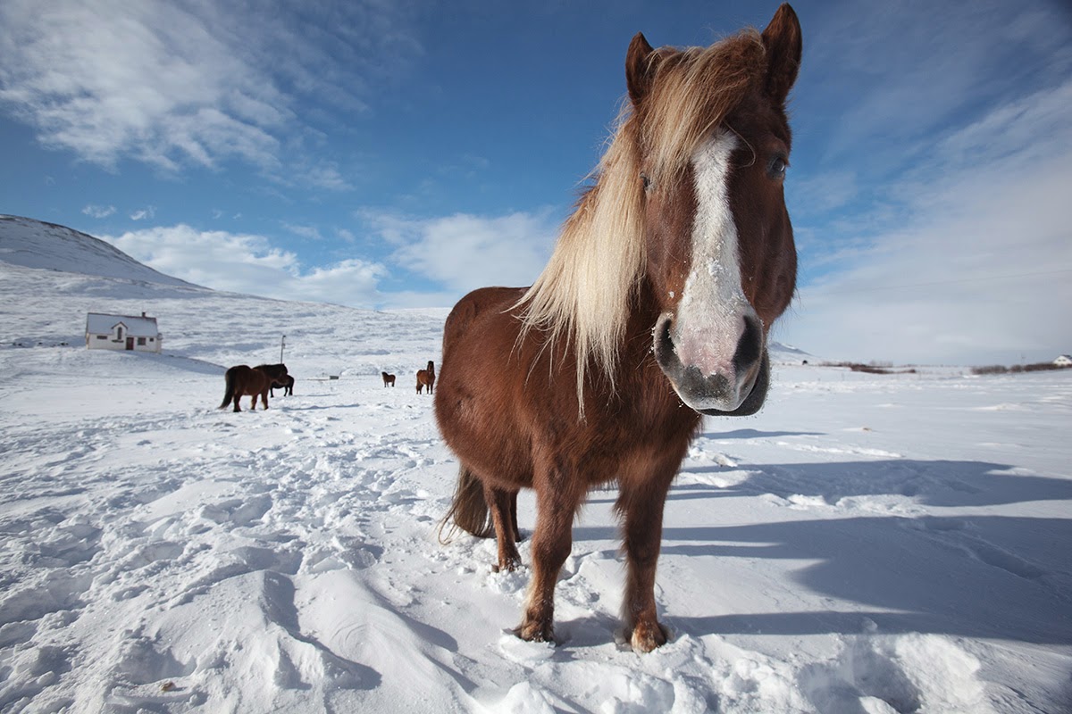  Iceland 24 Iceland Travel and Info Guide Icelandic horses About