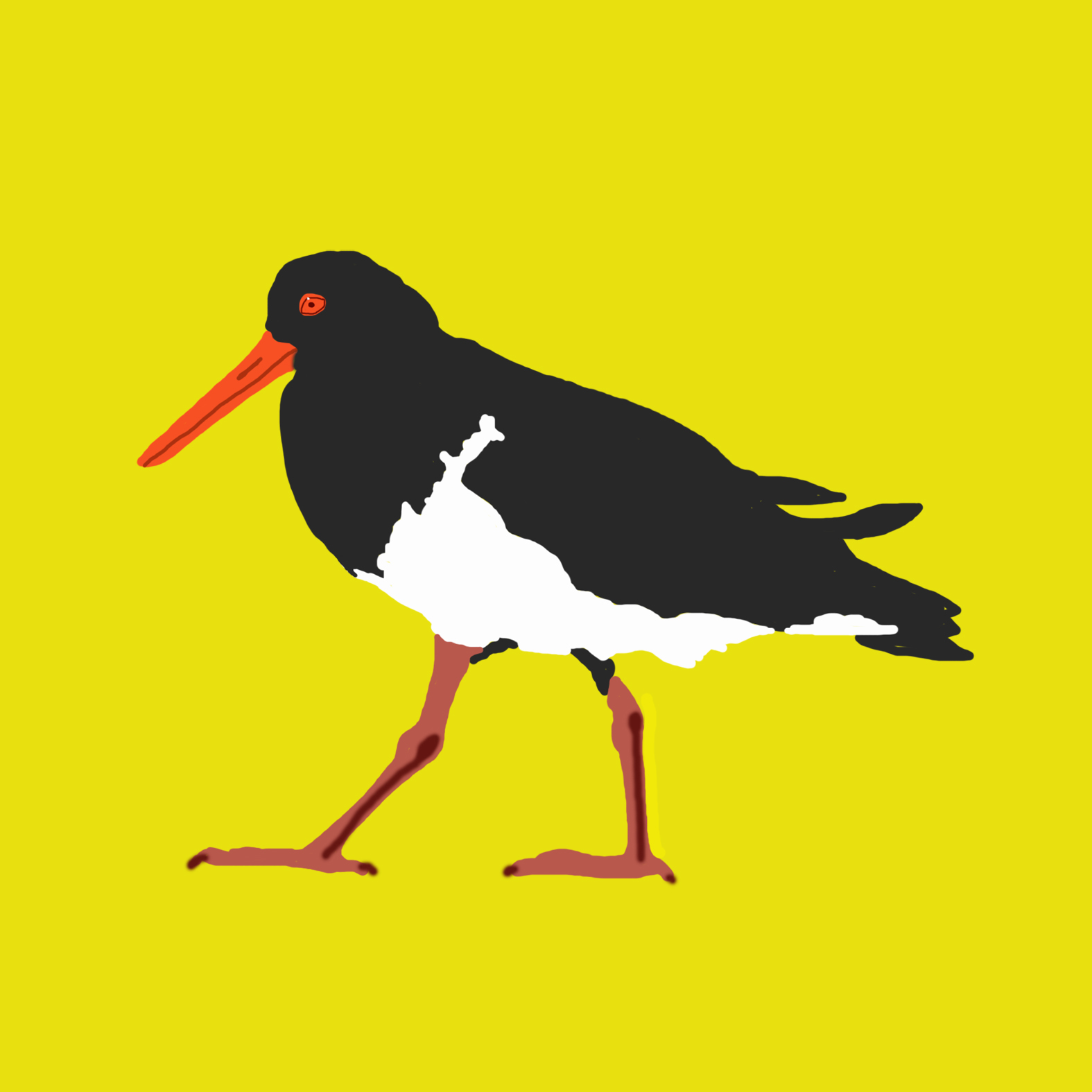 Kate Thornton Design Goldfinch, Oystercatcher and Waxwing