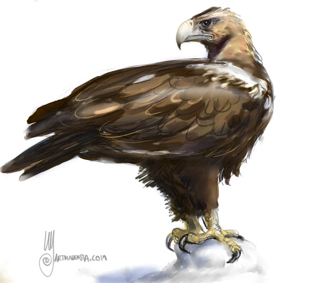 Spanish imperial eagle a bird painting by Artmagenta