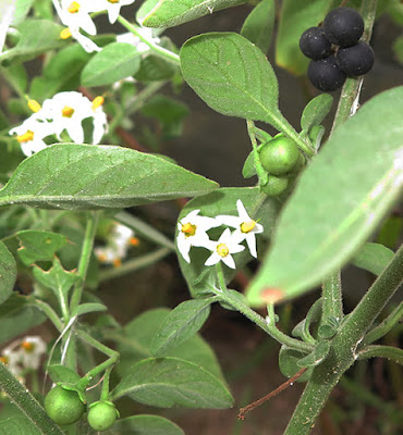 Hierba mora (Solanum nigrum)con flores y frutos