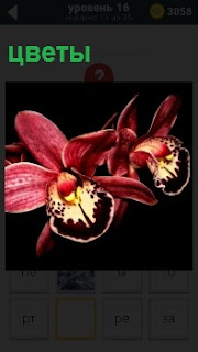 Изображение красивого цветка орхидея на темном цвете, который распустился во всей своей красоте