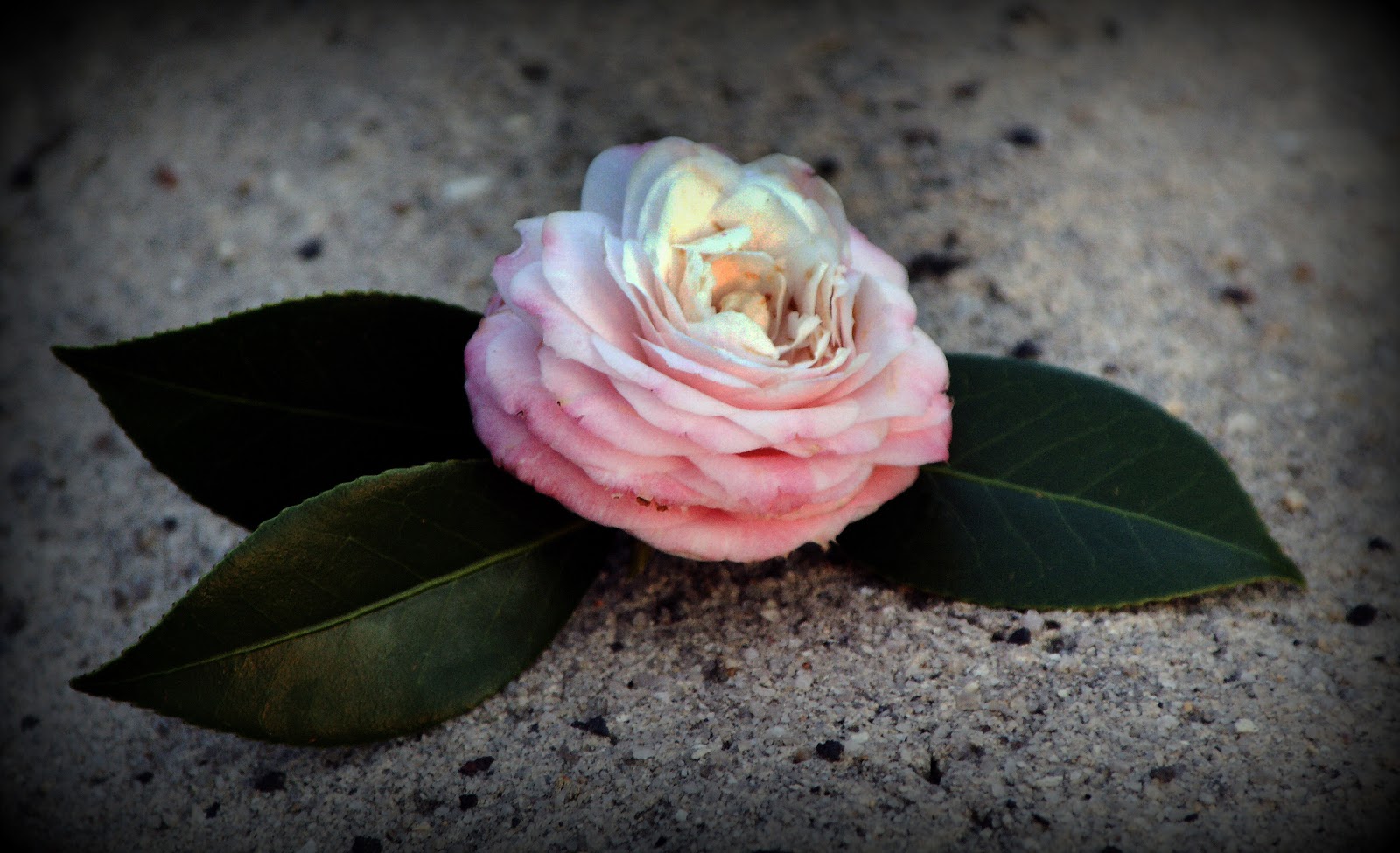 Gardening in the Heart of Virginia Camellias How to Grow Them