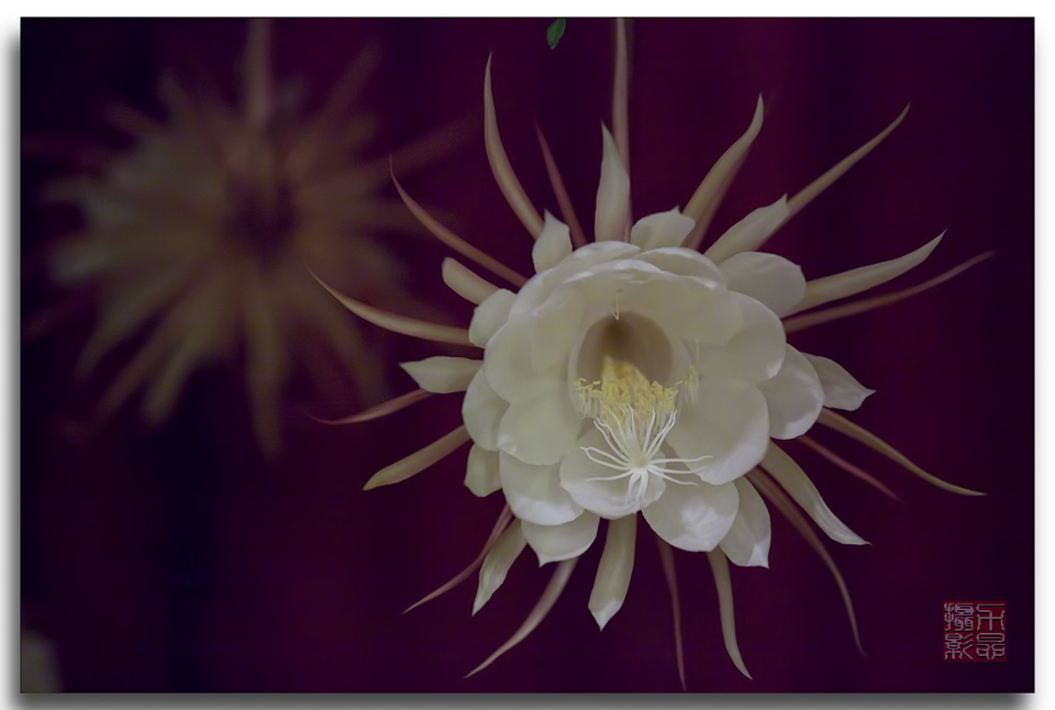 See What I See Queen Of The Night