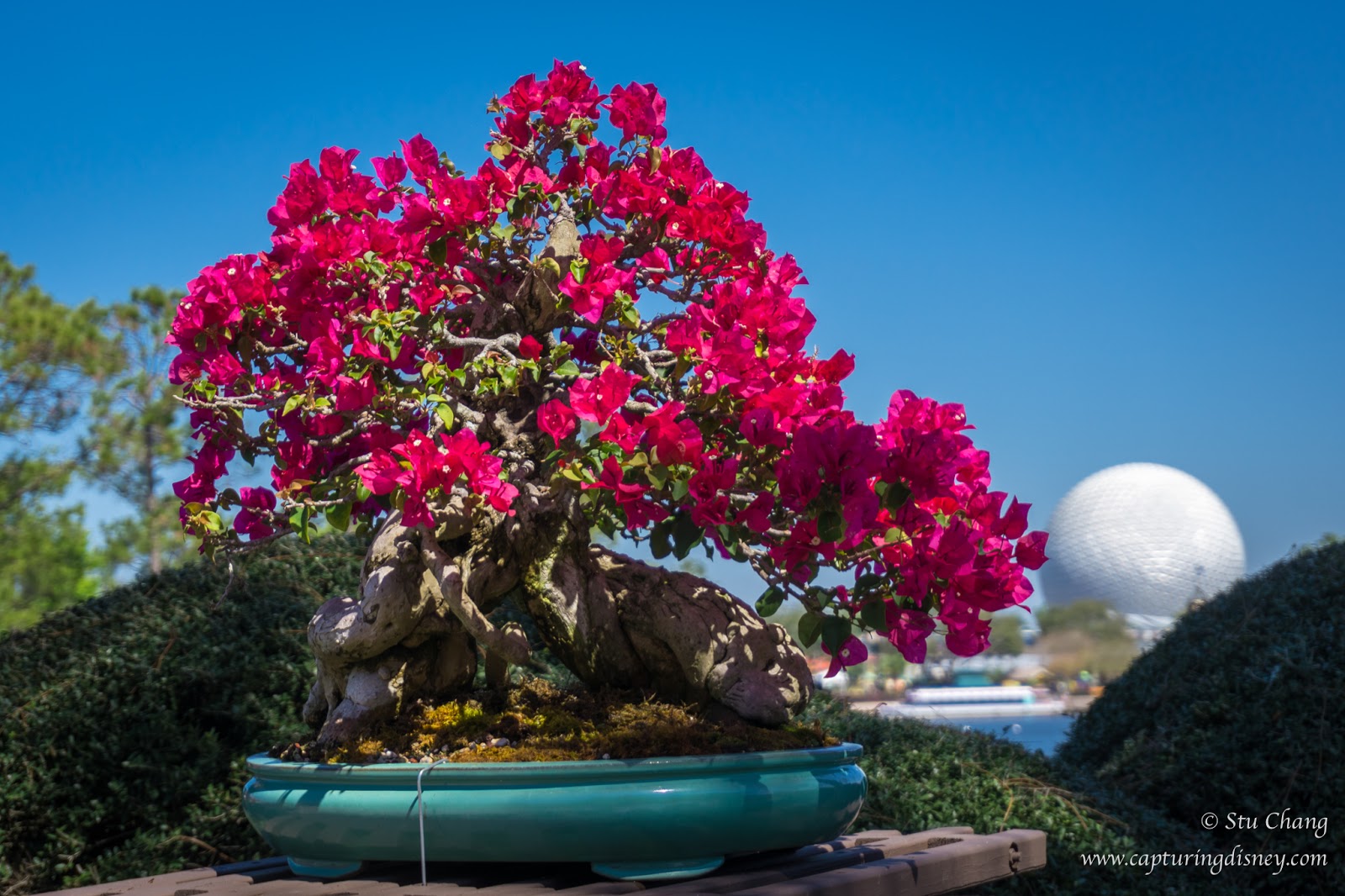 Capturing Disney Bonsai