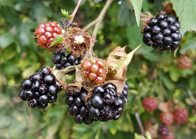 brambles in the hedges brambles in the hedges