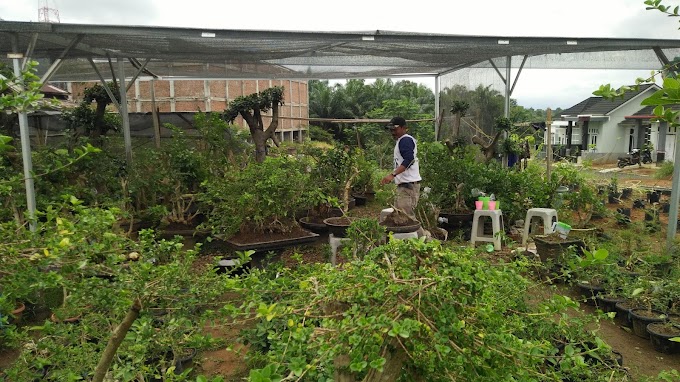  METODE PENANAMAN BONSAI DI POT