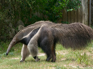 Anteater Animal Pictures
