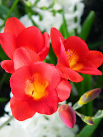 Centennial Park Conservatory 2015 Spring Flower Show red freesia  by garden muses-not another Toronto gardening blog