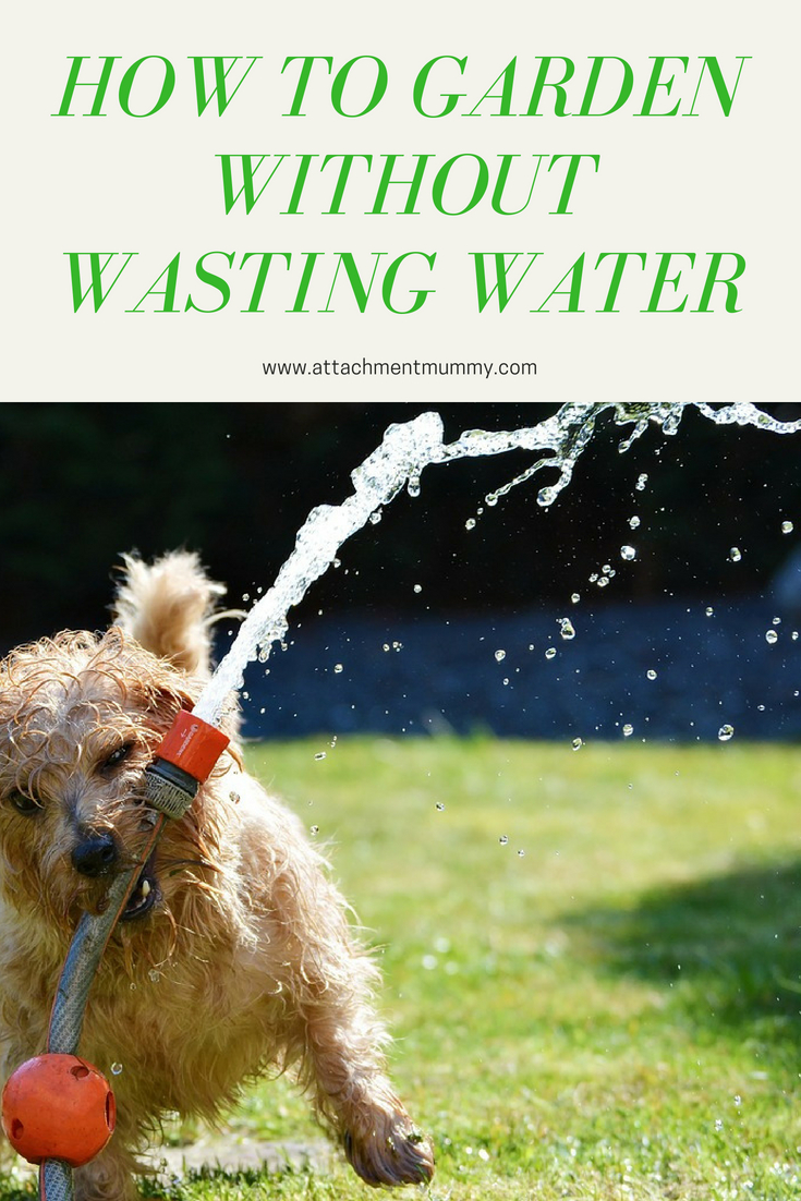How to Garden Without Wasting Water