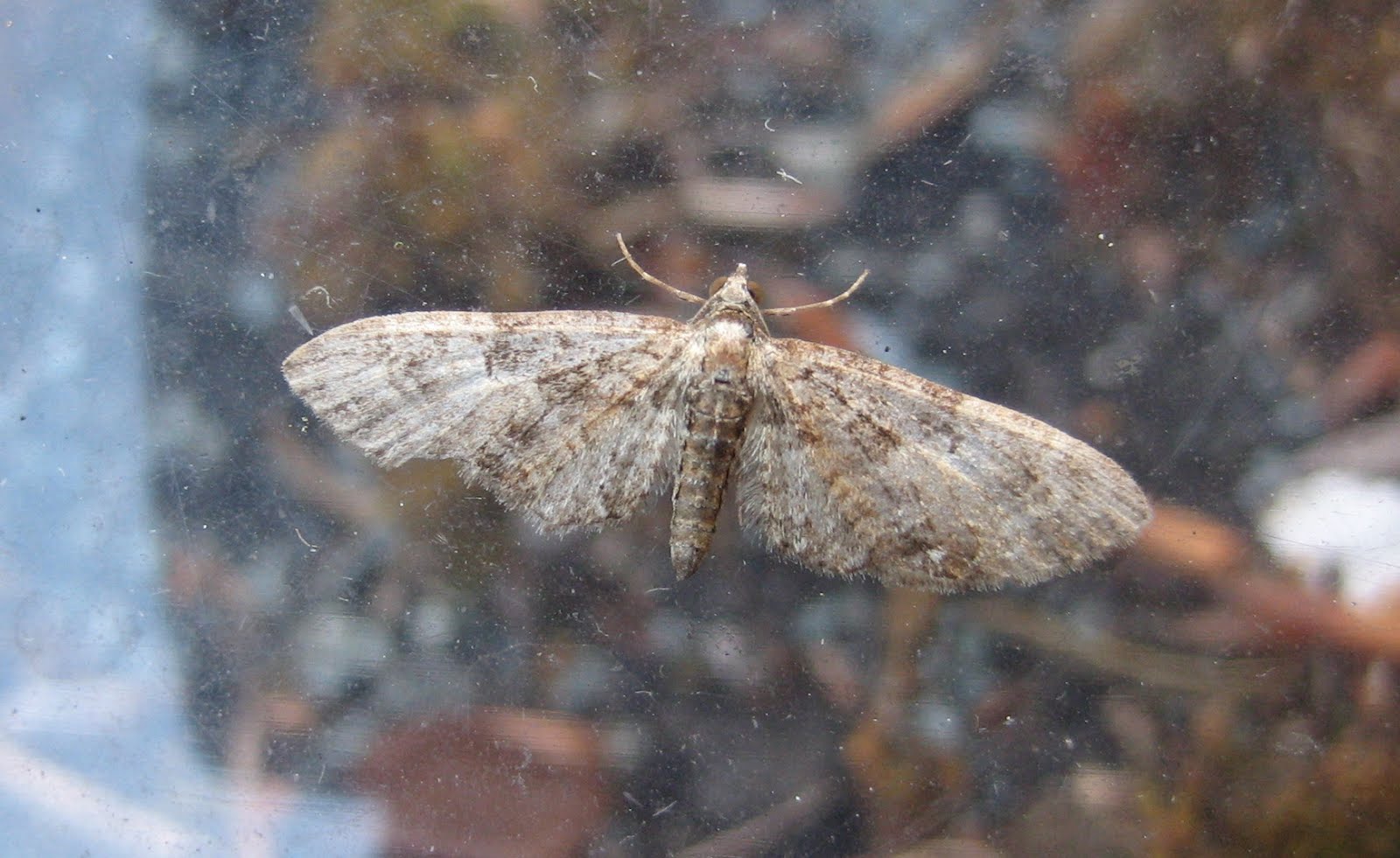 Martin's Moths Empty nests