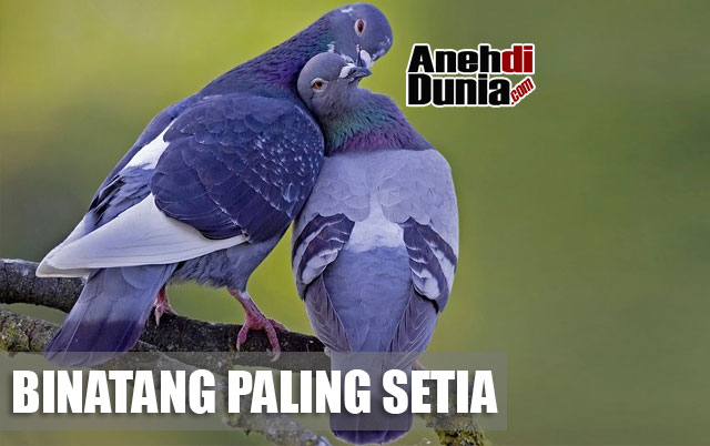 Binatang Paling Setia Cintai Pasangannya Hingga Mati Berita Aneh