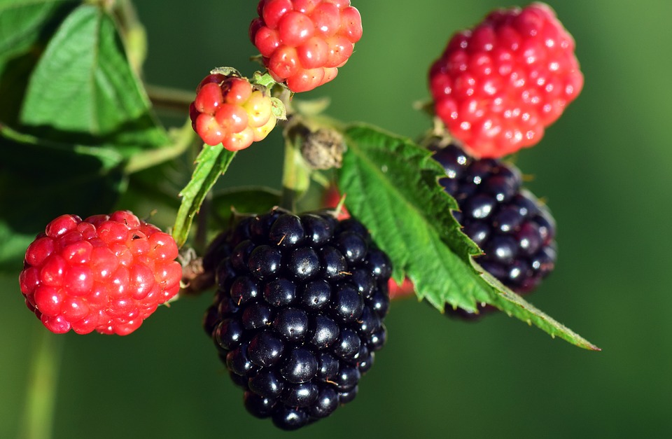 Stories from the Wigwam Medicinal Monday The Many Uses of Blackberries
