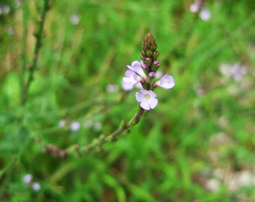 Verbena (Verbena officinalis) flor silvestre azul