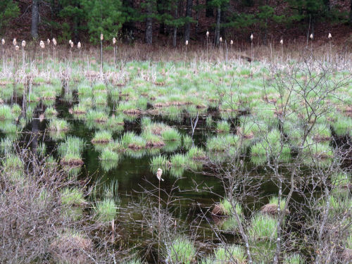 hummocks
