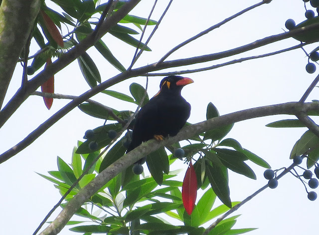 Common Hill Myna - Singapore Botanic Gardens