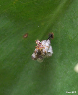 झाले मोकळे आकाश: 2011