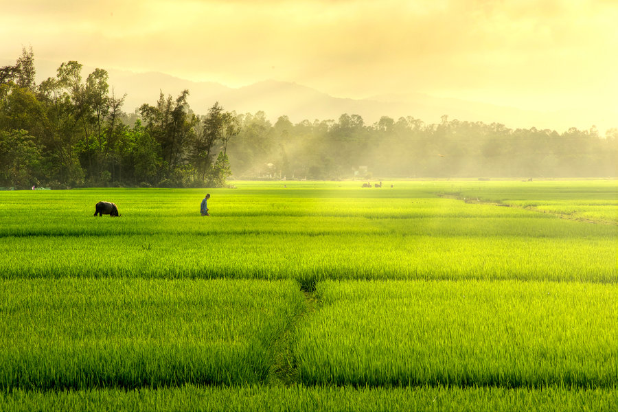 Gambar Pemandangan Sawah  Gambar Pemandangan