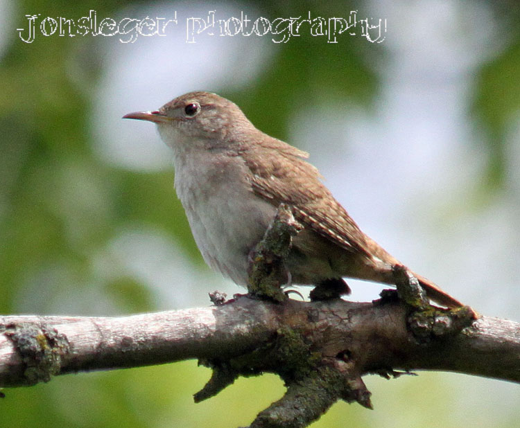 Northern Illinois Birder House Wren; May Bird Migration to Northern Illinois