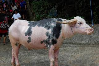 Pesona Wisata Budaya Tana Toraja : Jenis-Jenis Kerbau Atau Tedong di mata Masyarakat Tator Bonga