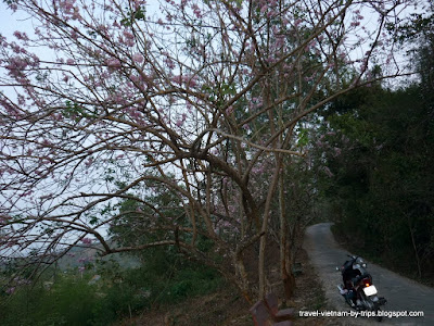 Peach in Giang Son Mary hill