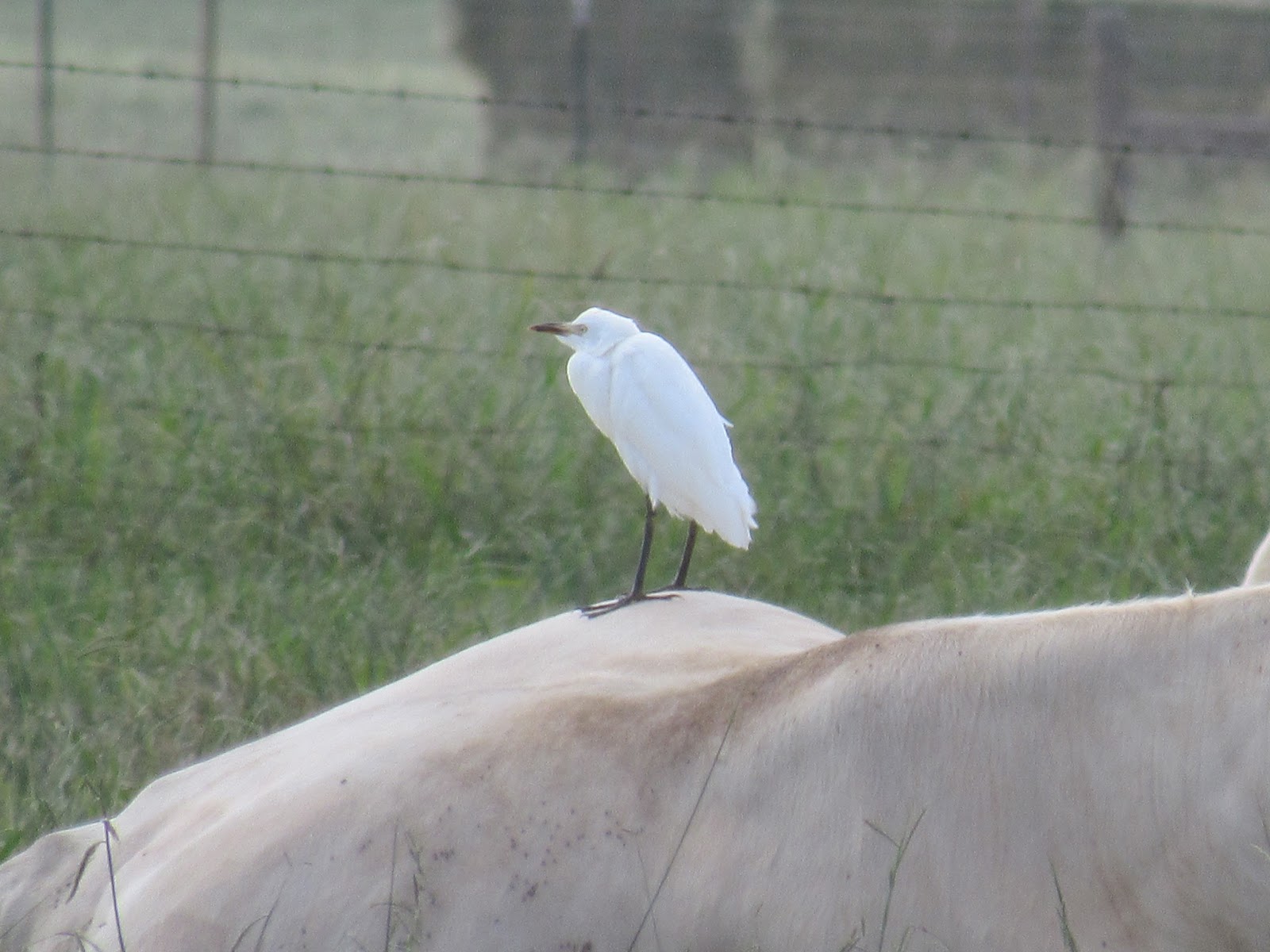 Wings and Daydreams Bird on a Cow