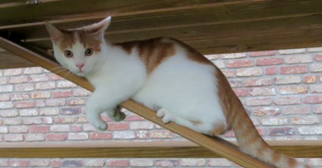 rote Katze, Kater, Sammy