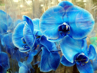artificial blue orchid 