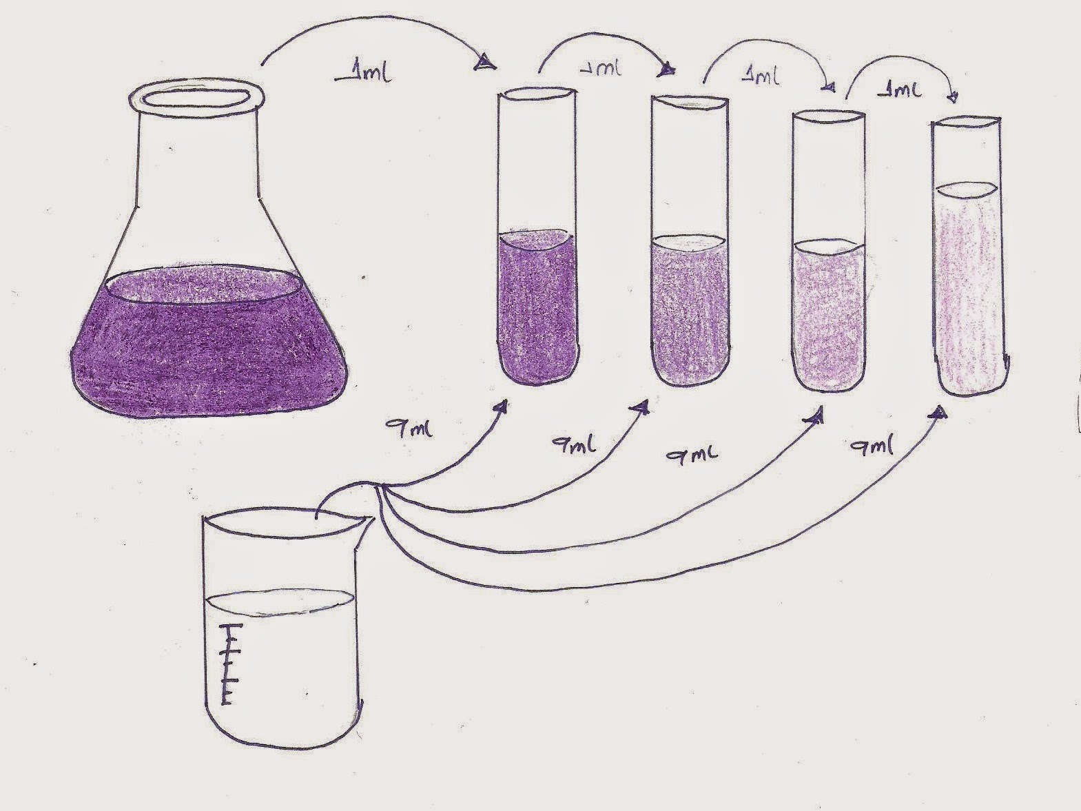 bacteriology-diluciones